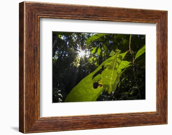 Leaf insect (Phyllium sp.) camouflaged in rainforest, Mulu National Park, Borneo-Emanuele Biggi-Framed Photographic Print