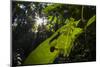 Leaf insect (Phyllium sp.) camouflaged in rainforest, Mulu National Park, Borneo-Emanuele Biggi-Mounted Photographic Print