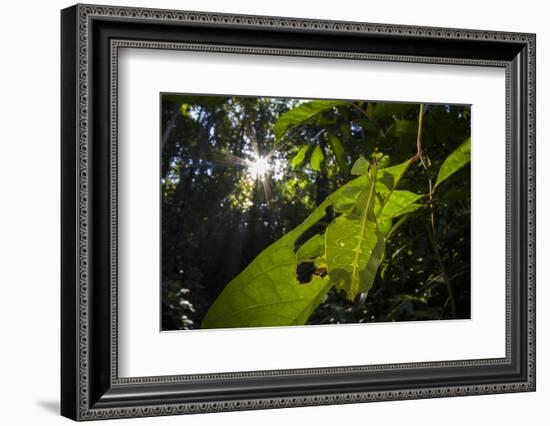 Leaf insect (Phyllium sp.) camouflaged in rainforest, Mulu National Park, Borneo-Emanuele Biggi-Framed Photographic Print