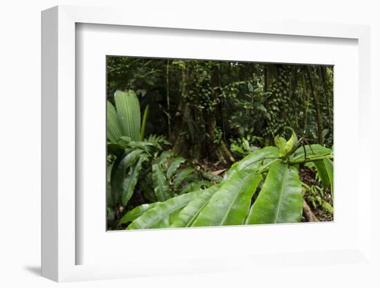 Leaf Katydid, Yasuni NP, Amazon Rainforest, Ecuador-Pete Oxford-Framed Photographic Print