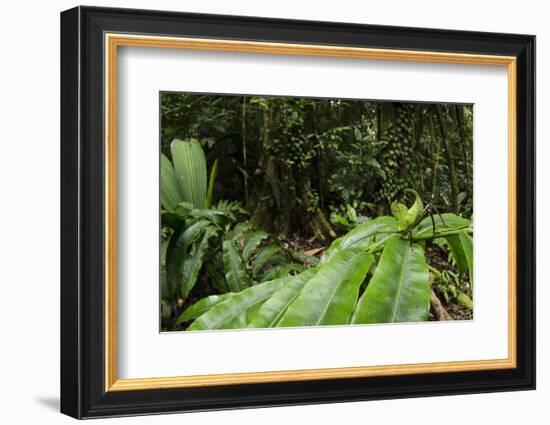 Leaf Katydid, Yasuni NP, Amazon Rainforest, Ecuador-Pete Oxford-Framed Photographic Print