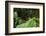 Leaf Katydid, Yasuni NP, Amazon Rainforest, Ecuador-Pete Oxford-Framed Photographic Print