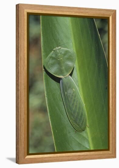 Leaf Mantis Camouflaged on a Leaf-DLILLC-Framed Premier Image Canvas