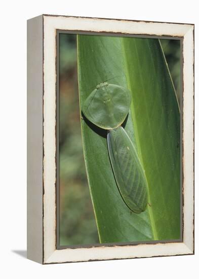 Leaf Mantis Camouflaged on a Leaf-DLILLC-Framed Premier Image Canvas