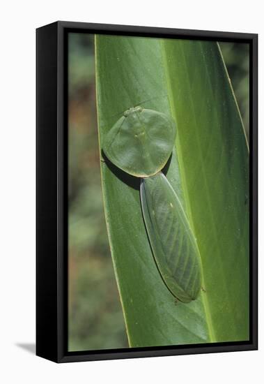 Leaf Mantis Camouflaged on a Leaf-DLILLC-Framed Premier Image Canvas