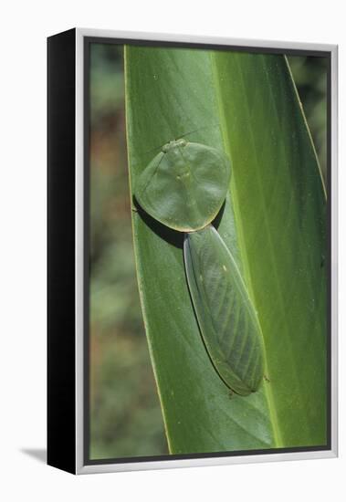 Leaf Mantis Camouflaged on a Leaf-DLILLC-Framed Premier Image Canvas