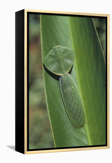 Leaf Mantis Camouflaged on a Leaf-DLILLC-Framed Premier Image Canvas