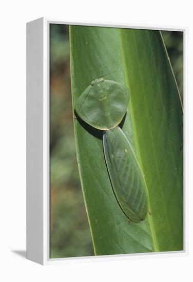 Leaf Mantis Camouflaged on a Leaf-DLILLC-Framed Premier Image Canvas