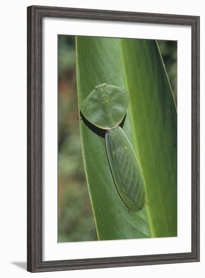 Leaf Mantis Camouflaged on a Leaf-DLILLC-Framed Photographic Print