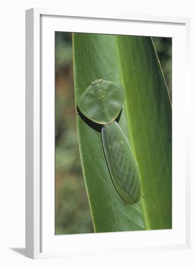 Leaf Mantis Camouflaged on a Leaf-DLILLC-Framed Photographic Print