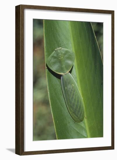 Leaf Mantis Camouflaged on a Leaf-DLILLC-Framed Photographic Print