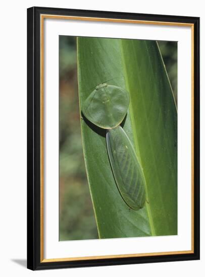 Leaf Mantis Camouflaged on a Leaf-DLILLC-Framed Photographic Print