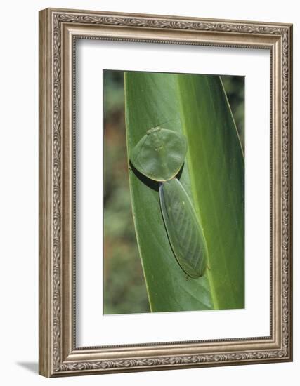 Leaf Mantis Camouflaged on a Leaf-DLILLC-Framed Photographic Print