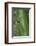 Leaf Mantis Camouflaged on a Leaf-DLILLC-Framed Photographic Print