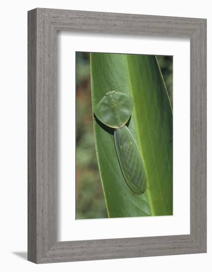 Leaf Mantis Camouflaged on a Leaf-DLILLC-Framed Photographic Print