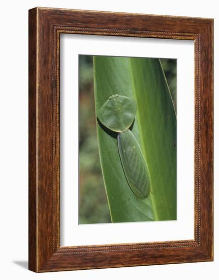 Leaf Mantis Camouflaged on a Leaf-DLILLC-Framed Photographic Print