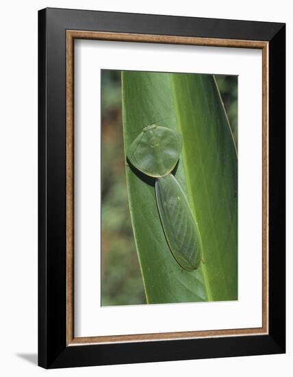 Leaf Mantis Camouflaged on a Leaf-DLILLC-Framed Photographic Print