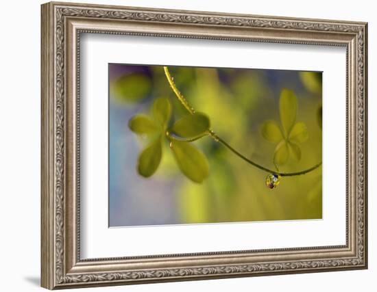 Leaf Necklace-Heidi Westum-Framed Photographic Print