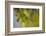 Leaf Necklace-Heidi Westum-Framed Photographic Print