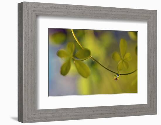 Leaf Necklace-Heidi Westum-Framed Photographic Print