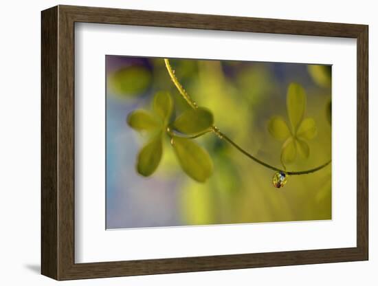 Leaf Necklace-Heidi Westum-Framed Photographic Print