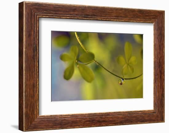 Leaf Necklace-Heidi Westum-Framed Photographic Print