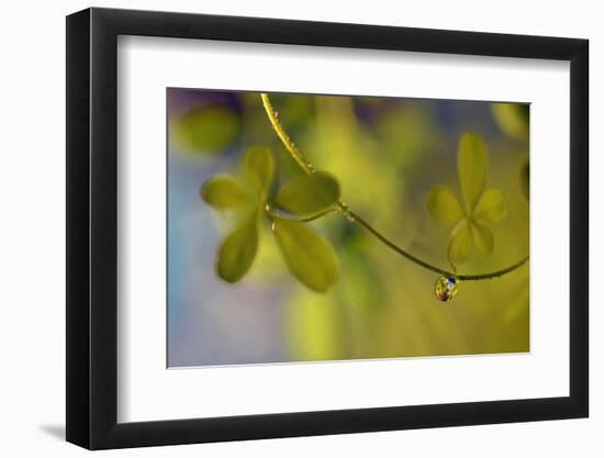 Leaf Necklace-Heidi Westum-Framed Photographic Print