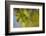 Leaf Necklace-Heidi Westum-Framed Photographic Print