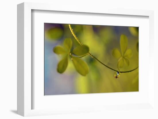 Leaf Necklace-Heidi Westum-Framed Photographic Print