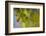 Leaf Necklace-Heidi Westum-Framed Photographic Print