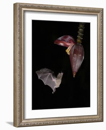 Leaf-nosed bat flying to banana flower to feed, Costa Rica-Paul Hobson-Framed Photographic Print