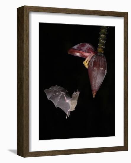 Leaf-nosed bat flying to banana flower to feed, Costa Rica-Paul Hobson-Framed Photographic Print