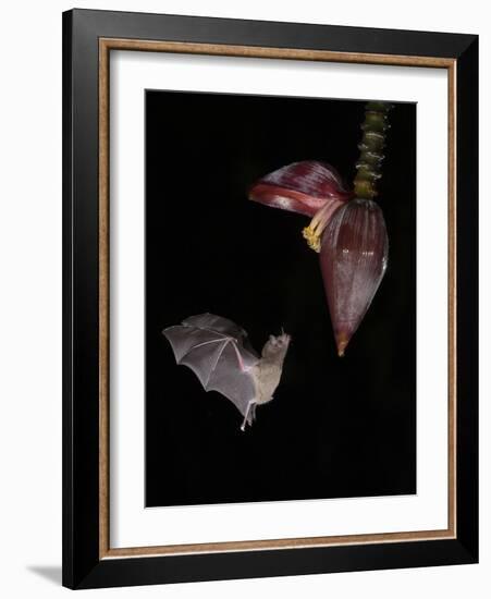 Leaf-nosed bat flying to banana flower to feed, Costa Rica-Paul Hobson-Framed Photographic Print