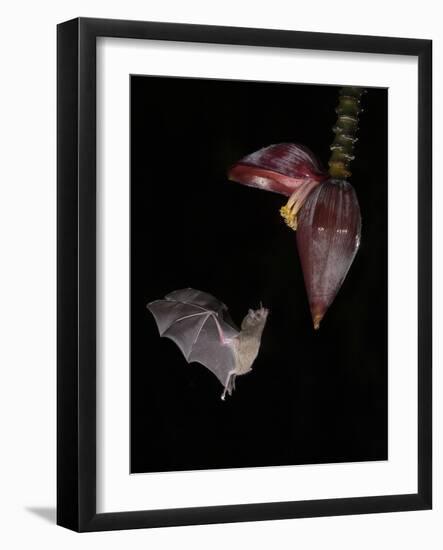 Leaf-nosed bat flying to banana flower to feed, Costa Rica-Paul Hobson-Framed Photographic Print