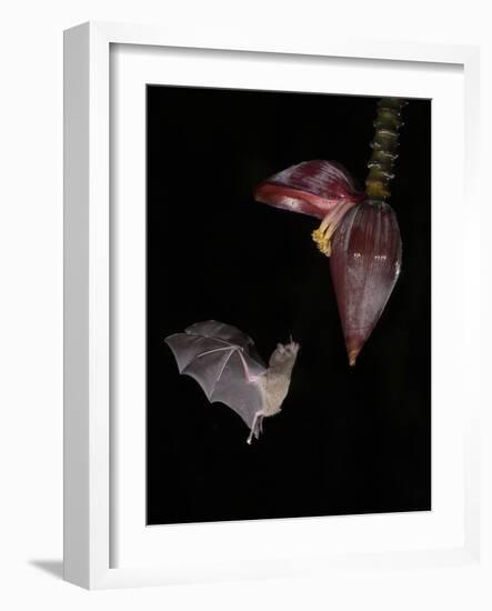 Leaf-nosed bat flying to banana flower to feed, Costa Rica-Paul Hobson-Framed Photographic Print