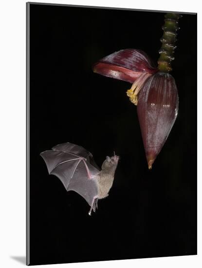 Leaf-nosed bat flying to banana flower to feed, Costa Rica-Paul Hobson-Mounted Photographic Print