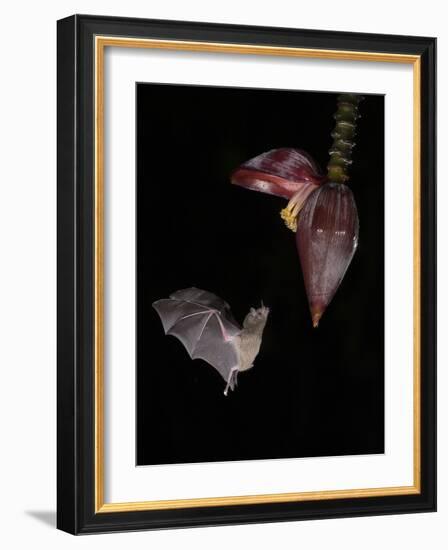 Leaf-nosed bat flying to banana flower to feed, Costa Rica-Paul Hobson-Framed Photographic Print