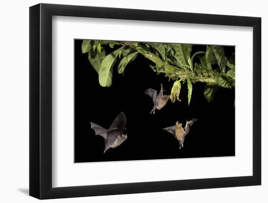 Leaf-nosed bat, three nectaring on flower. Costa Rica-Paul Hobson-Framed Photographic Print