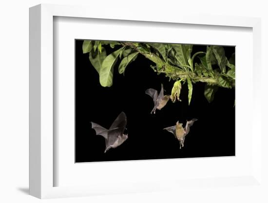 Leaf-nosed bat, three nectaring on flower. Costa Rica-Paul Hobson-Framed Photographic Print