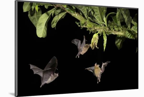 Leaf-nosed bat, three nectaring on flower. Costa Rica-Paul Hobson-Mounted Photographic Print