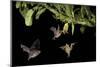 Leaf-nosed bat, three nectaring on flower. Costa Rica-Paul Hobson-Mounted Photographic Print