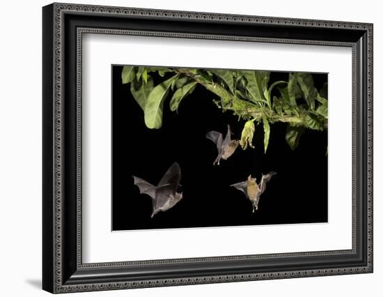 Leaf-nosed bat, three nectaring on flower. Costa Rica-Paul Hobson-Framed Photographic Print