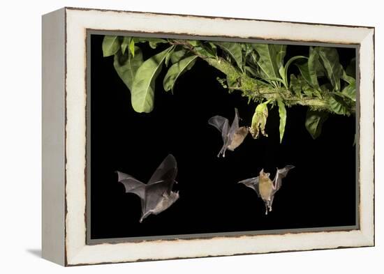 Leaf-nosed bat, three nectaring on flower. Costa Rica-Paul Hobson-Framed Premier Image Canvas