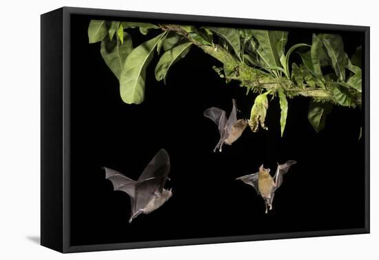 Leaf-nosed bat, three nectaring on flower. Costa Rica-Paul Hobson-Framed Premier Image Canvas
