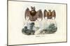 Leaf-Nosed Bats, 1863-79-Raimundo Petraroja-Mounted Giclee Print