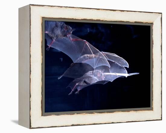 Leaf-nosed Fruit Bat Triple in Flight, Native to South America-David Northcott-Framed Premier Image Canvas