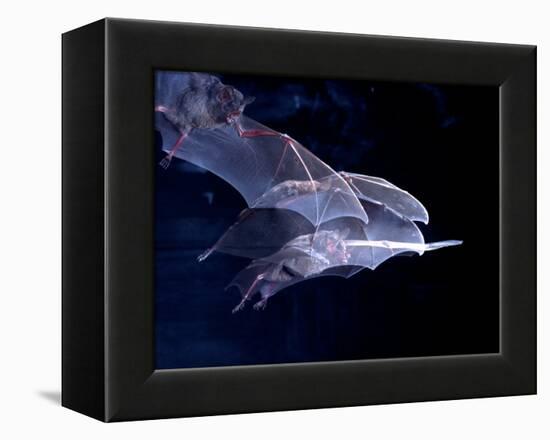 Leaf-nosed Fruit Bat Triple in Flight, Native to South America-David Northcott-Framed Premier Image Canvas