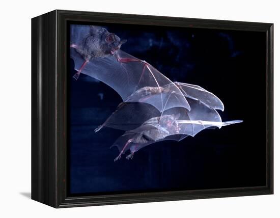 Leaf-nosed Fruit Bat Triple in Flight, Native to South America-David Northcott-Framed Premier Image Canvas