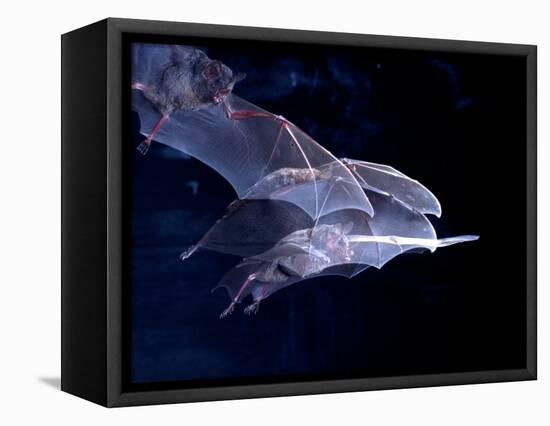 Leaf-nosed Fruit Bat Triple in Flight, Native to South America-David Northcott-Framed Premier Image Canvas