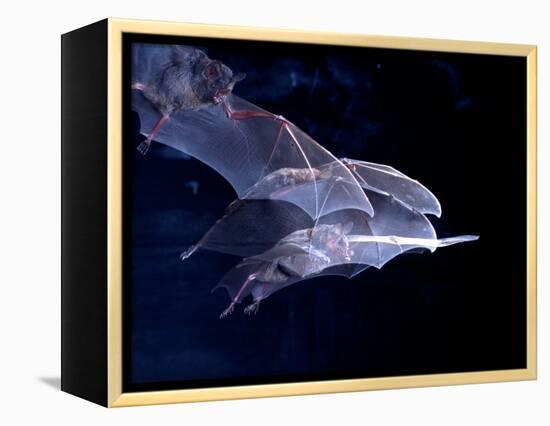 Leaf-nosed Fruit Bat Triple in Flight, Native to South America-David Northcott-Framed Premier Image Canvas